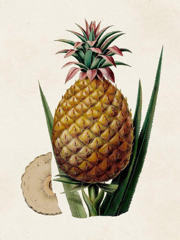 Fruit of the Tropics VI Black Ornate Wood Framed Art Print with Double Matting by Unknown