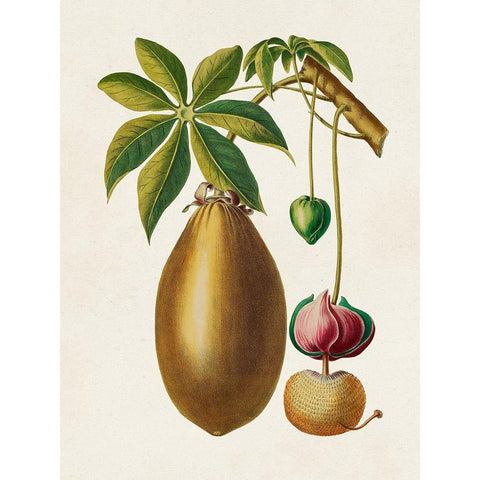 Fruit of the Tropics VII Black Modern Wood Framed Art Print by Unknown