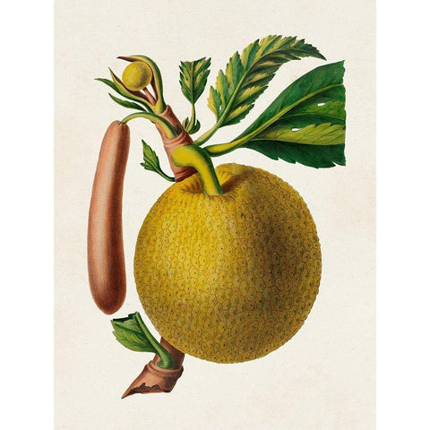 Fruit of the Tropics VIII Black Modern Wood Framed Art Print with Double Matting by Unknown