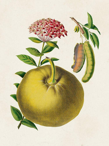 Fruit of the Tropics IX Black Ornate Wood Framed Art Print with Double Matting by Unknown