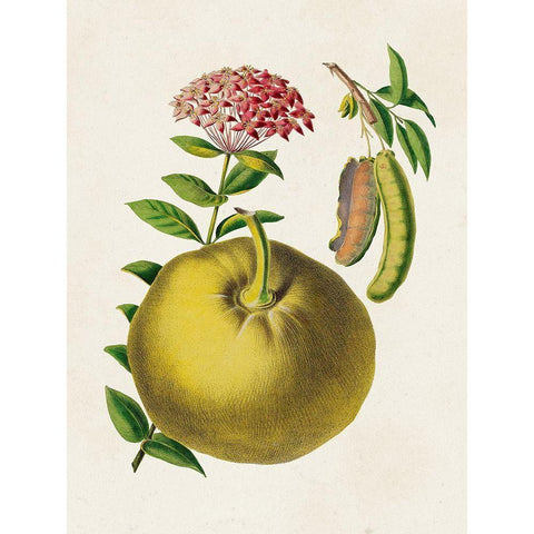 Fruit of the Tropics IX White Modern Wood Framed Art Print by Unknown