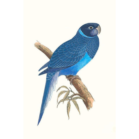 Blue Parrots I White Modern Wood Framed Art Print by Vision Studio