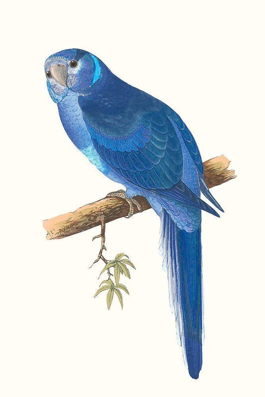Image Only
