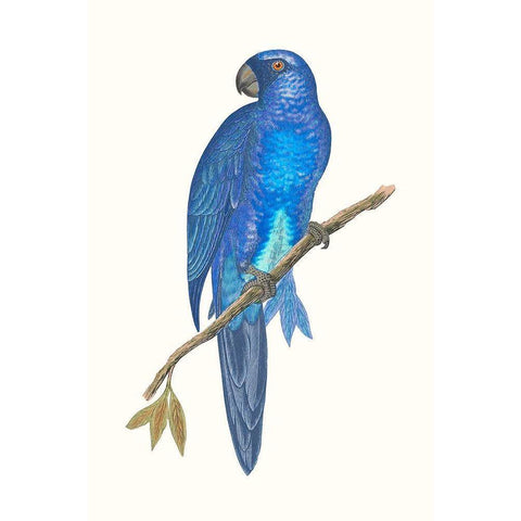 Blue Parrots III White Modern Wood Framed Art Print by Vision Studio