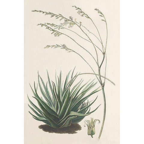 Agave Plant I White Modern Wood Framed Art Print by Unknown