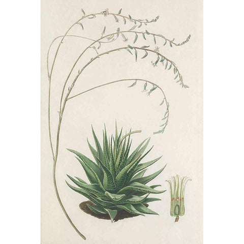 Agave Plant II Gold Ornate Wood Framed Art Print with Double Matting by Unknown