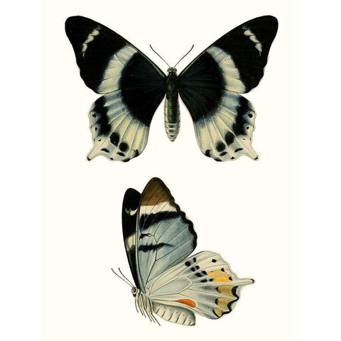 Antique Blue Butterflies I White Modern Wood Framed Art Print by Vision Studio