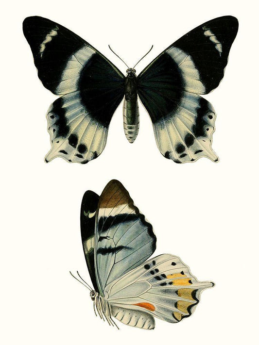 Image Only