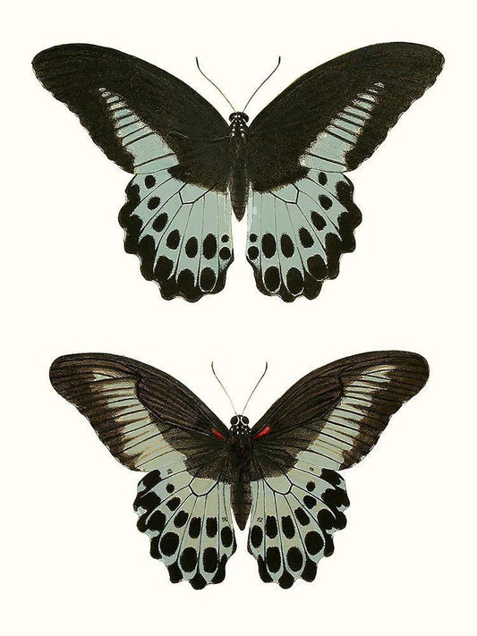 Image Only