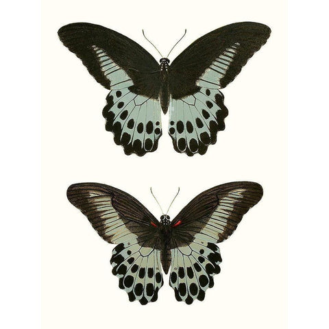 Antique Blue Butterflies II Black Modern Wood Framed Art Print with Double Matting by Vision Studio