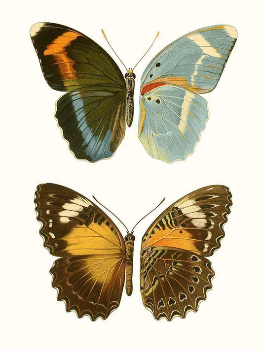 Image Only