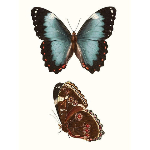 Antique Blue Butterflies IV Black Modern Wood Framed Art Print with Double Matting by Vision Studio