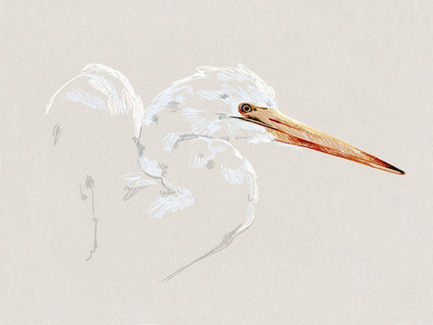 Bright Egret Sketch I White Modern Wood Framed Art Print with Double Matting by Caroline, Emma