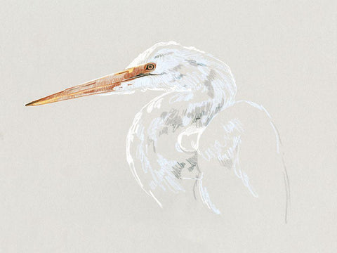 Bright Egret Sketch II Black Ornate Wood Framed Art Print with Double Matting by Caroline, Emma