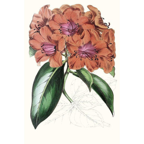 Paxton Tropicals I Black Modern Wood Framed Art Print with Double Matting by Paxton