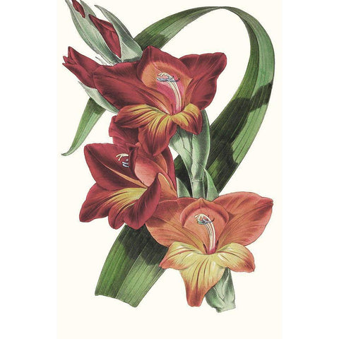 Paxton Tropicals II Black Modern Wood Framed Art Print with Double Matting by Paxton