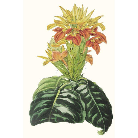 Paxton Tropicals III Gold Ornate Wood Framed Art Print with Double Matting by Paxton
