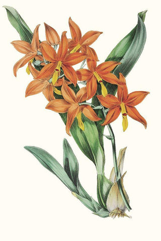 Paxton Tropicals IV White Modern Wood Framed Art Print with Double Matting by Paxton