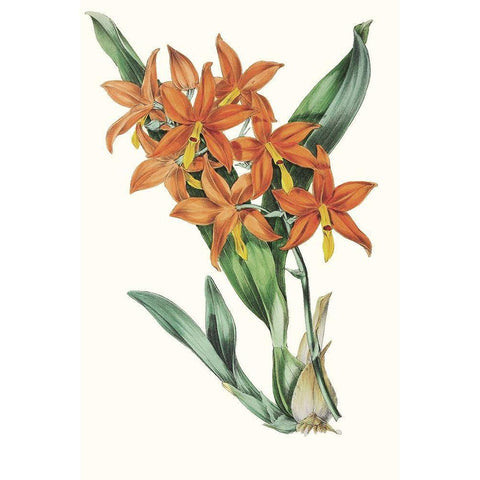 Paxton Tropicals IV Black Modern Wood Framed Art Print by Paxton