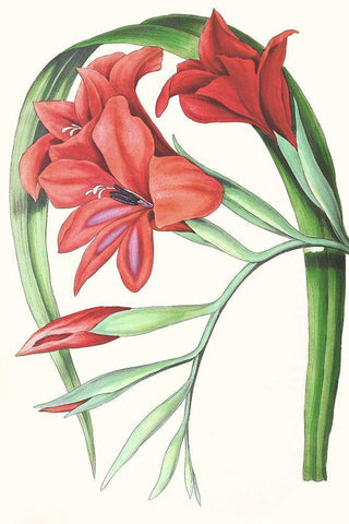 Paxton Tropicals V Black Ornate Wood Framed Art Print with Double Matting by Paxton