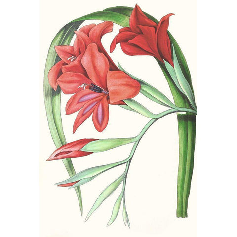 Paxton Tropicals V Gold Ornate Wood Framed Art Print with Double Matting by Paxton