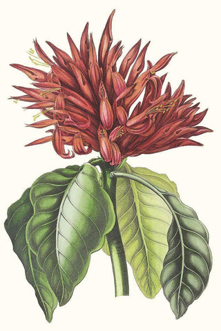 Paxton Tropicals VI White Modern Wood Framed Art Print with Double Matting by Paxton