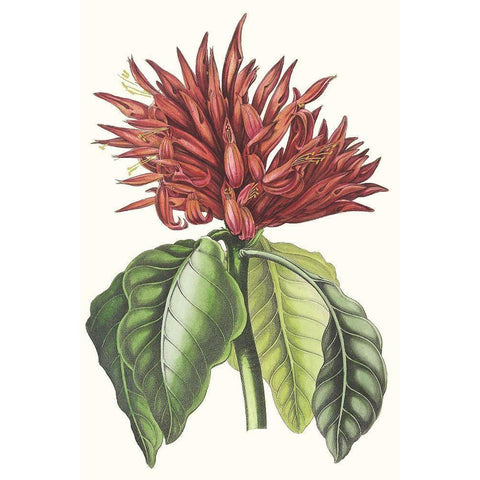 Paxton Tropicals VI White Modern Wood Framed Art Print by Paxton