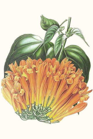 Paxton Tropicals VII Black Ornate Wood Framed Art Print with Double Matting by Paxton