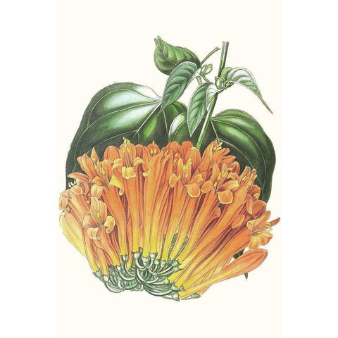 Paxton Tropicals VII Black Modern Wood Framed Art Print by Paxton