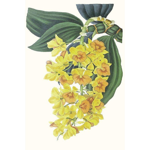 Paxton Tropicals VIII Black Modern Wood Framed Art Print with Double Matting by Paxton