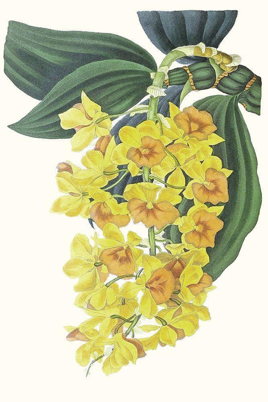 Image Only