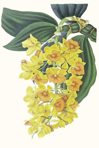 Paxton Tropicals VIII Black Ornate Wood Framed Art Print with Double Matting by Paxton