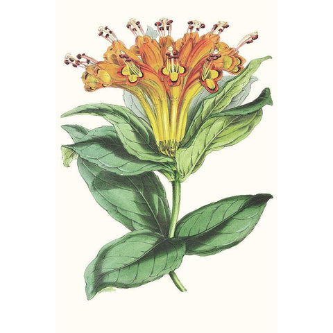 Paxton Tropicals IX Black Modern Wood Framed Art Print with Double Matting by Paxton