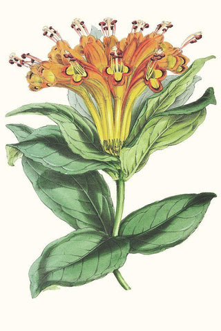 Paxton Tropicals IX White Modern Wood Framed Art Print with Double Matting by Paxton