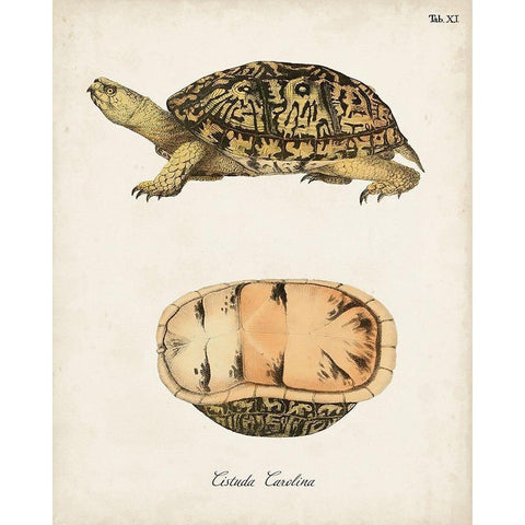 Antique Turtles And Shells V White Modern Wood Framed Art Print by Unknown