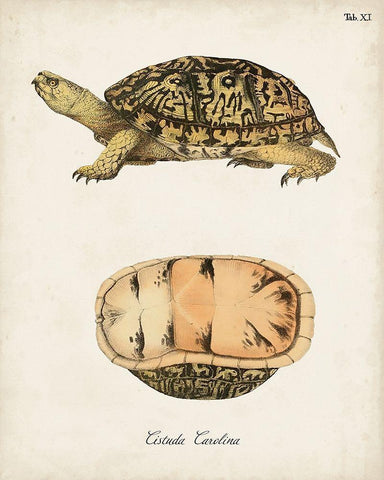 Antique Turtles And Shells V Black Ornate Wood Framed Art Print with Double Matting by Unknown