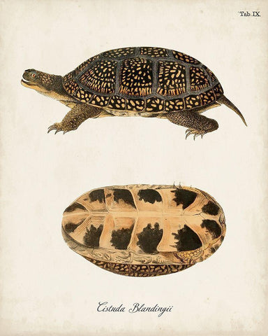 Antique Turtles And Shells VI Black Ornate Wood Framed Art Print with Double Matting by Unknown