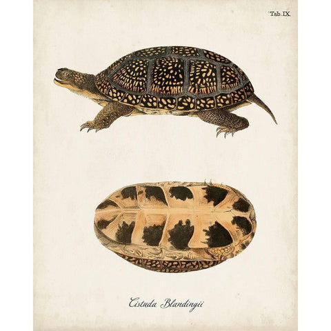 Antique Turtles And Shells VI White Modern Wood Framed Art Print by Unknown