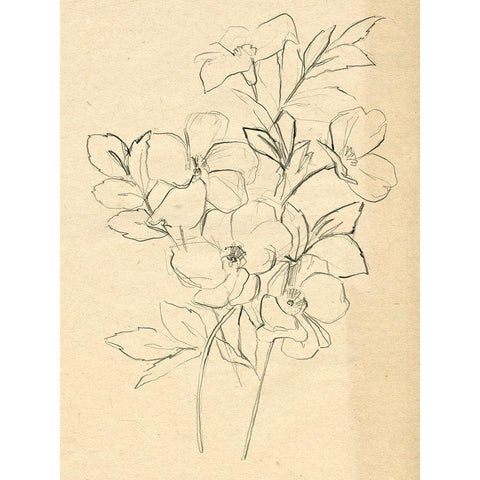 Contour Flower Sketch I Black Modern Wood Framed Art Print with Double Matting by Parker, Jennifer Paxton