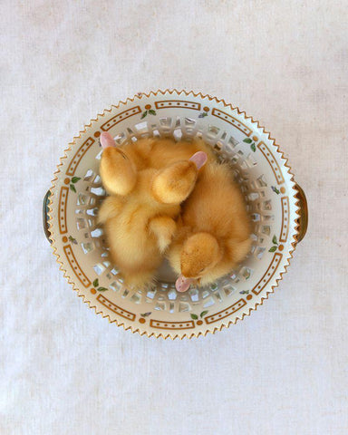 Floradanica with Ducklings Black Ornate Wood Framed Art Print with Double Matting by Soderman, Tania