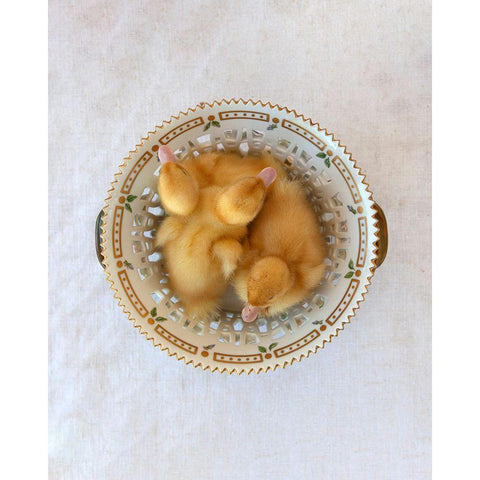 Floradanica with Ducklings White Modern Wood Framed Art Print by Soderman, Tania