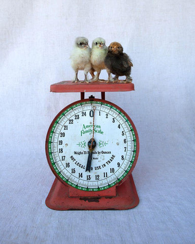 Chicks on Red Scale White Modern Wood Framed Art Print with Double Matting by Soderman, Tania