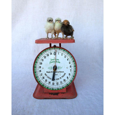 Chicks on Red Scale Black Modern Wood Framed Art Print by Soderman, Tania