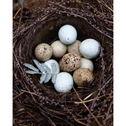 Winter Nest Detail I White Modern Wood Framed Art Print by Soderman, Tania