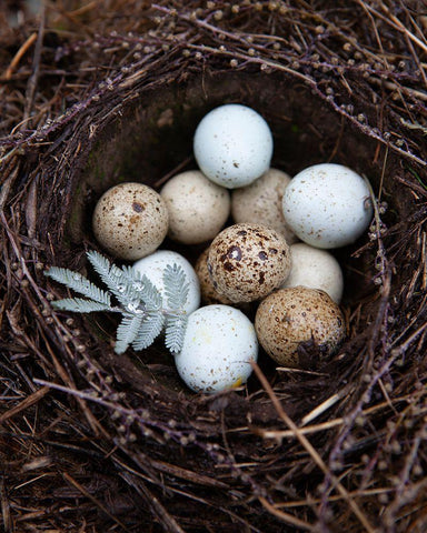 Winter Nest Detail I White Modern Wood Framed Art Print with Double Matting by Soderman, Tania