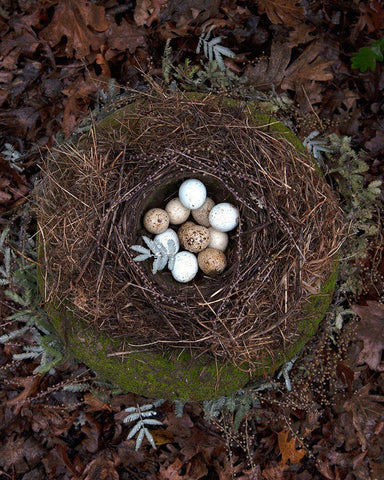 Winter Nest Detail II Black Ornate Wood Framed Art Print with Double Matting by Soderman, Tania