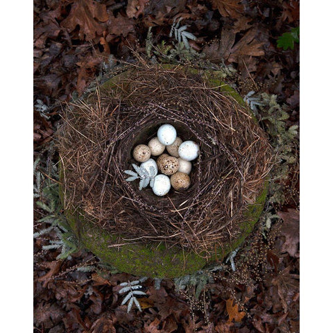 Winter Nest Detail II White Modern Wood Framed Art Print by Soderman, Tania
