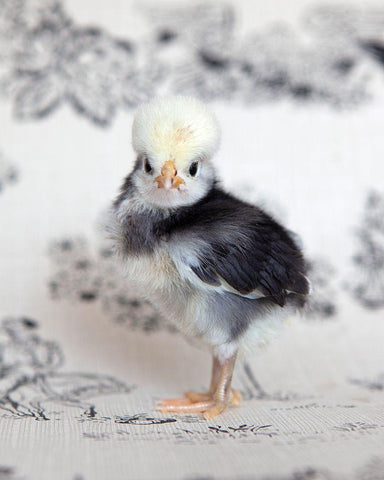 Tulip White Modern Wood Framed Art Print with Double Matting by Soderman, Tania