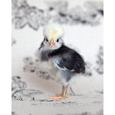 Tulip Black Modern Wood Framed Art Print by Soderman, Tania