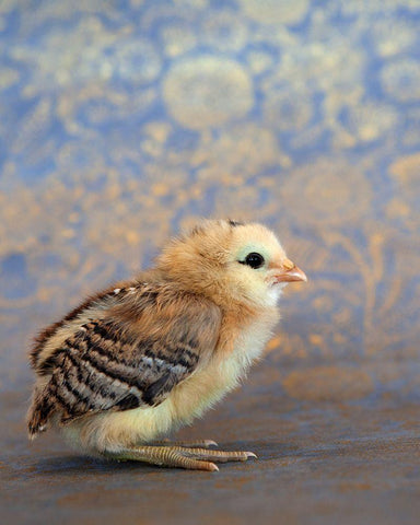 Viola White Modern Wood Framed Art Print with Double Matting by Soderman, Tania